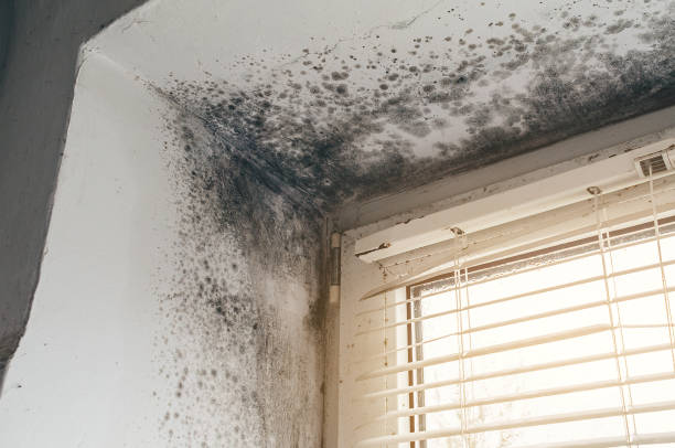 Trusted Crawl Space Mold Removal service in Dornsife, PA - Cheap Mold Removal